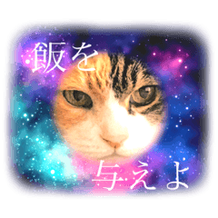[LINEスタンプ] モカしか勝たん〜2021〜