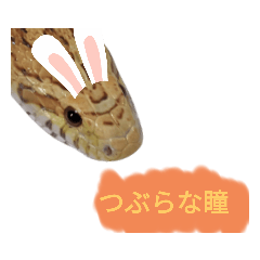 [LINEスタンプ] キャロちゃんと仲間達3