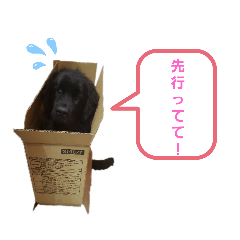 [LINEスタンプ] ボーダーコリー＆ニューファンドランド