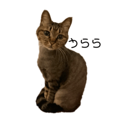 [LINEスタンプ] 僕うらら