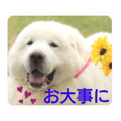 [LINEスタンプ] グレートピレニーズの里桜とお花たち②