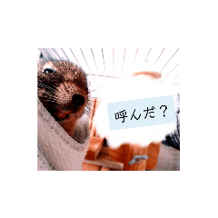 [LINEスタンプ] うちのデグがすいません