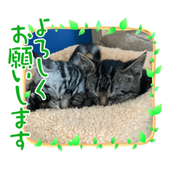 [LINEスタンプ] 可愛い猫好きよ、集まれ