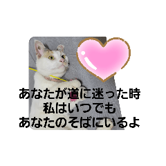 [LINEスタンプ] うちの三毛猫 えりちゃん①