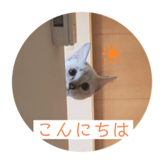 [LINEスタンプ] ニャンだもの