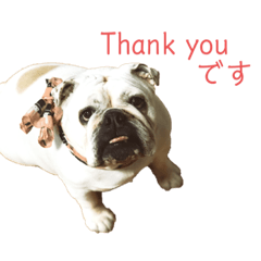 [LINEスタンプ] bulldog Hanako ありがとう編