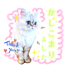 [LINEスタンプ] 実写＊いつでも猫スタンプ敬語編＊日常会話