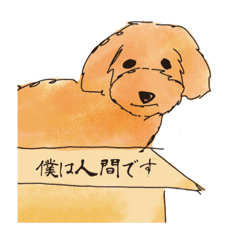 [LINEスタンプ] ひたすら要件伝えてくるトイプードル