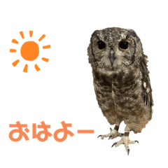 [LINEスタンプ] あうるすたんぷ