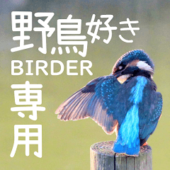 [LINEスタンプ] 野鳥好きのためのスタンプ #01日常