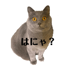 [LINEスタンプ] ウチの猫ズ