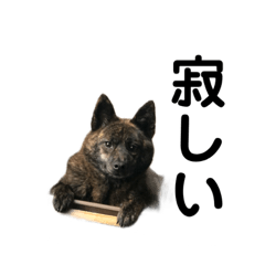 [LINEスタンプ] 虎紅一輝