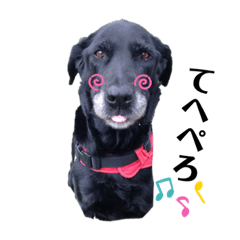 [LINEスタンプ] 愛犬ころんのスタンプ3