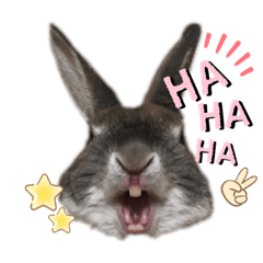 [LINEスタンプ] みにうさぎのちょこちゃん②