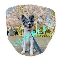 [LINEスタンプ] シャルドネ ザ ドッグ