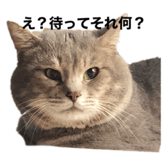 [LINEスタンプ] 猫のミーです