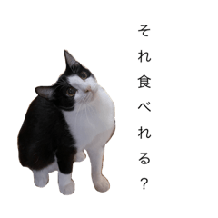 [LINEスタンプ] ハチワレねおくん2