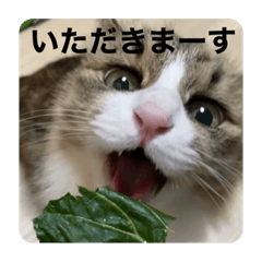 [LINEスタンプ] すーちゃんとペス