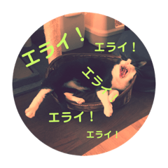 [LINEスタンプ] めちゃえらい！スタンプ1