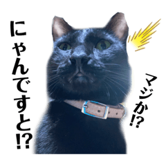 [LINEスタンプ] 主婦の友③！ポメラニアン達と黒猫達