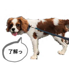 [LINEスタンプ] キャバリア炭治郎