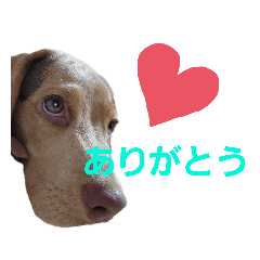 [LINEスタンプ] ビーグル犬のベックマン①