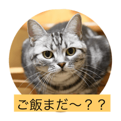 [LINEスタンプ] ショコラちゃん.