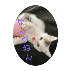 [LINEスタンプ] 凶暴天使猫 ルーシェ1