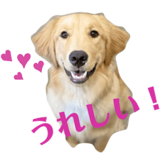 [LINEスタンプ] ゴールデンレトリバーRoiスタンプ