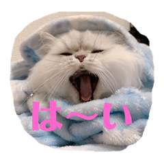 [LINEスタンプ] チンチラひょりちゃん♀