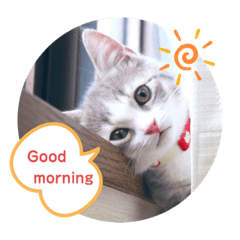 [LINEスタンプ] ねこのあお