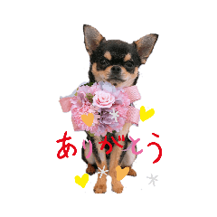 [LINEスタンプ] ブラックタンチワワ  とのの日常スタンプ1
