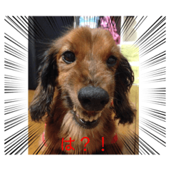 [LINEスタンプ] ふぁんとむスタイル（故愛犬のスタンプ）②