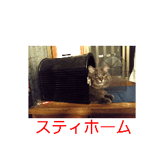 [LINEスタンプ] 茨木のねこ