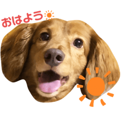 [LINEスタンプ] わんころlife