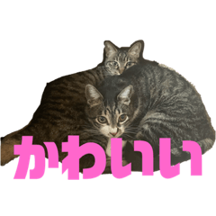[LINEスタンプ] 三原家のペット①