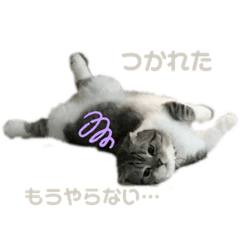 [LINEスタンプ] あんずのごあいさつスタンプ