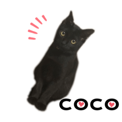 [LINEスタンプ] おここスタンプ