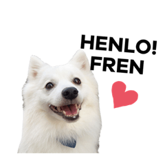 [LINEスタンプ] 日本スピッツ 日常(英語)