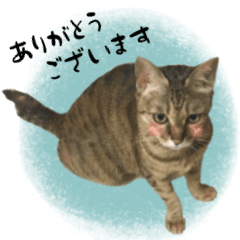 [LINEスタンプ] ミルク カギシッポの猫 2