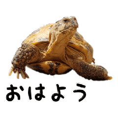 [LINEスタンプ] デイリーホルス