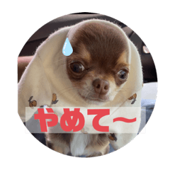 [LINEスタンプ] トッティのスタンプ