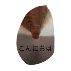 [LINEスタンプ] wgwgwgwgwgwgwgwgg