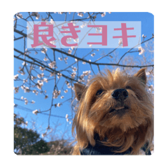 [LINEスタンプ] しょこらPart①