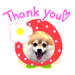 [LINEスタンプ] ポメラニアンもこちゃんとの生活
