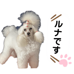 [LINEスタンプ] Lunaちゃんの日常