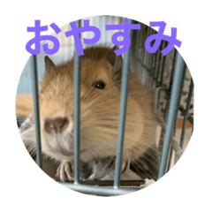 [LINEスタンプ] うちのモフ《degu》