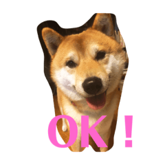 [LINEスタンプ] 愛犬くま