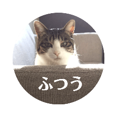 [LINEスタンプ] チビちゃんの日常会話スタンプ