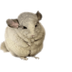 [LINEスタンプ] chinchilla （Noa）part1